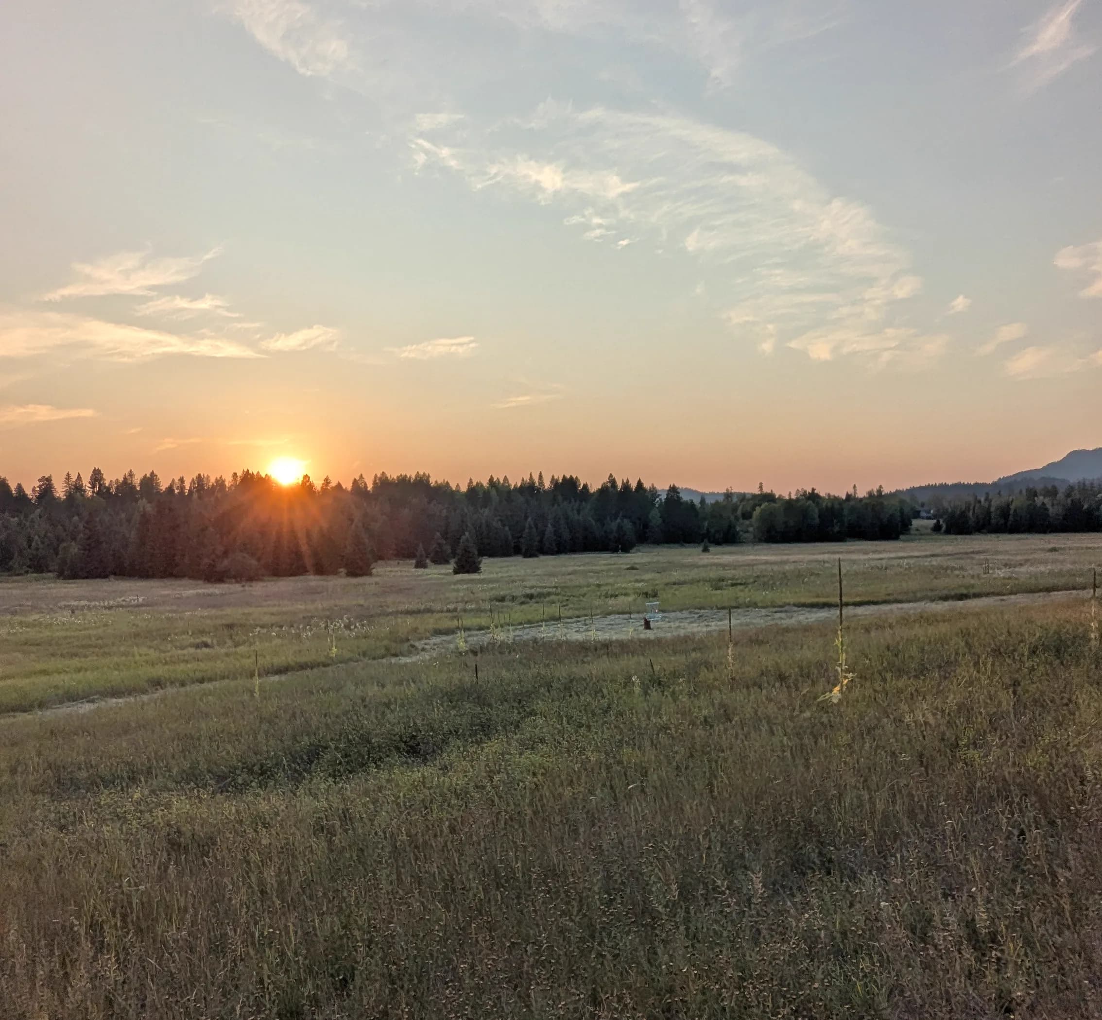 The setting sun touches a pine treeline beyond a tall grass meadow with the course in the distance.