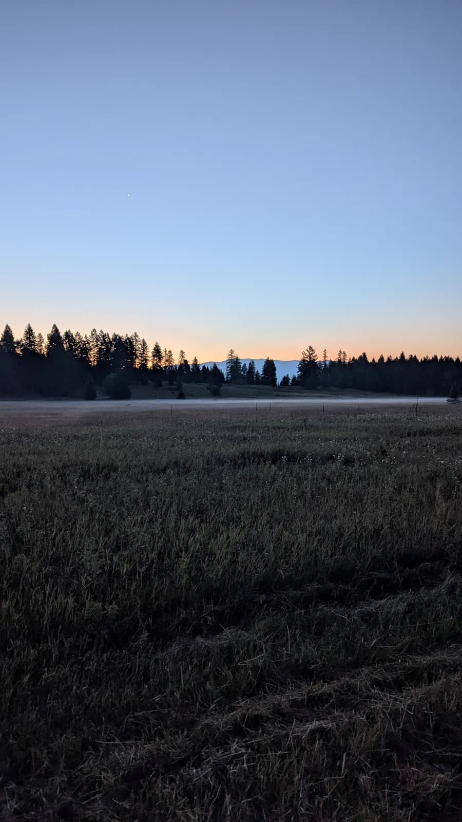 Morning mist hangs over a meadow at dawn with silhouetted pines and distant mountains.