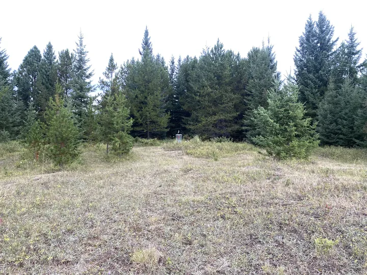 An open meadow fairway lined with trees