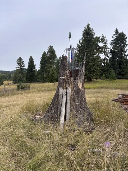 A basket beside a tall old stump