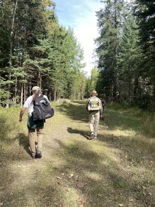 Players walking a wooded fairway
