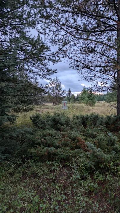 Looking through the trees to the meadow