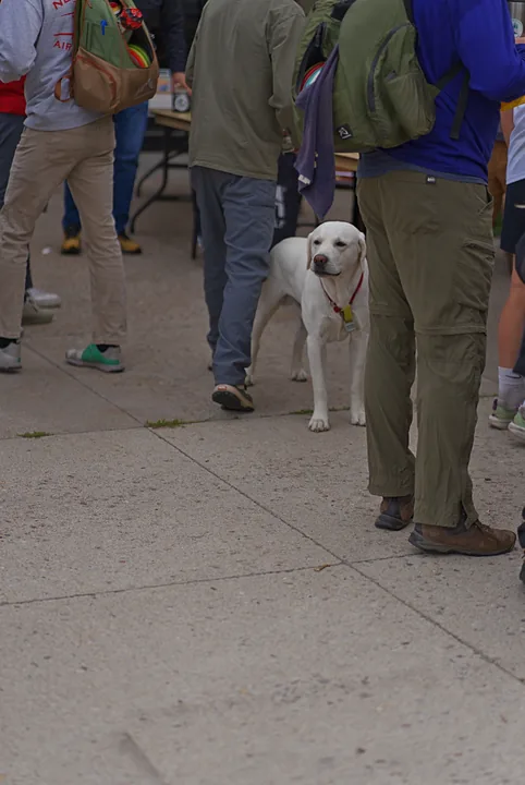 A dog waiting with the players
